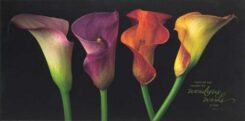 603799515283 Jewel Calla Lilies Plock (Plaque)