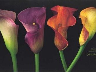 603799515283 Jewel Calla Lilies Plock (Plaque)